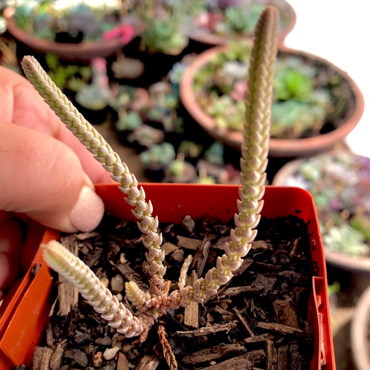 Plant image Crassula muscosa var. variegata