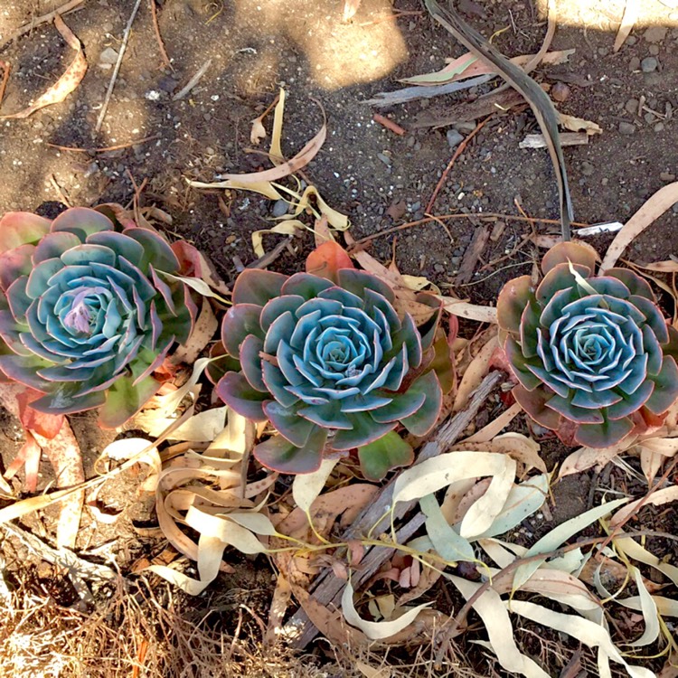 plant image 615177