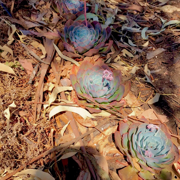 plant image 615179