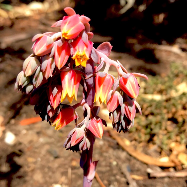 plant image 615180