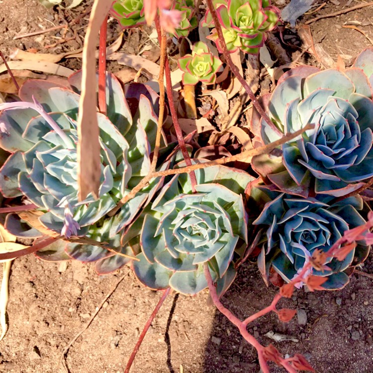 plant image 615182