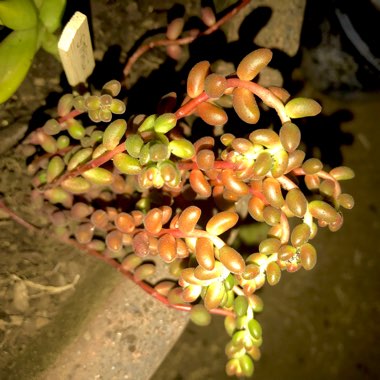 Sedum Stahlii