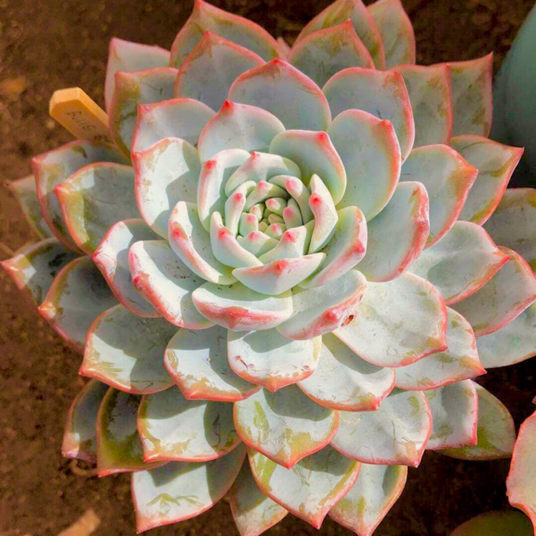 plant image 615712 plant image 615712