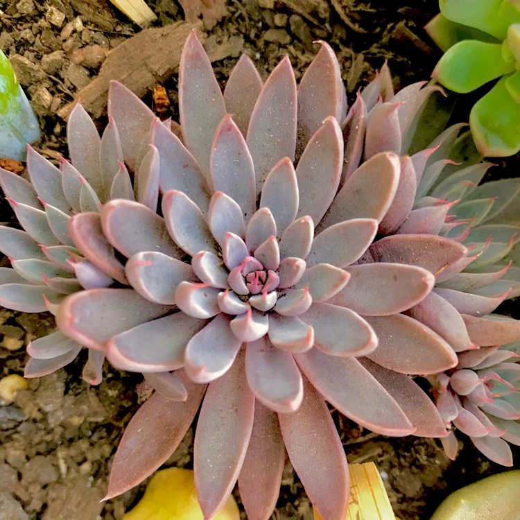 plant image 616262 plant image 616262