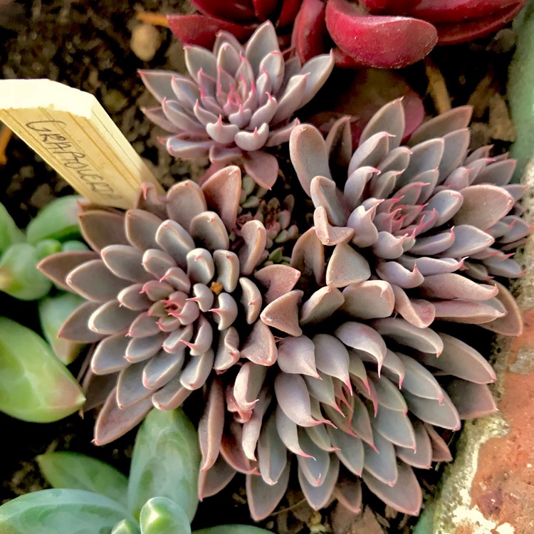plant image 616264 plant image 616264