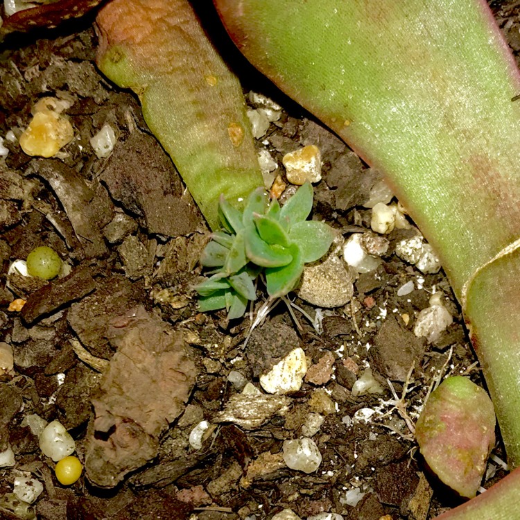 plant image 617048 plant image 617048
