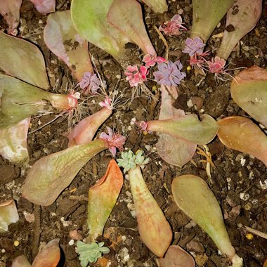 Echeveria Perle Von Nurnberg