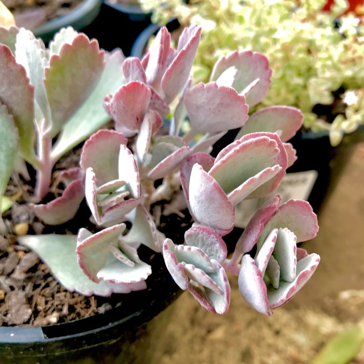 Plant image Kalanchoe Pumila