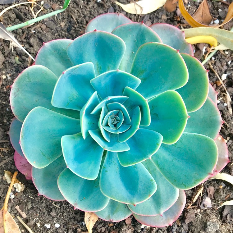 plant image 618505