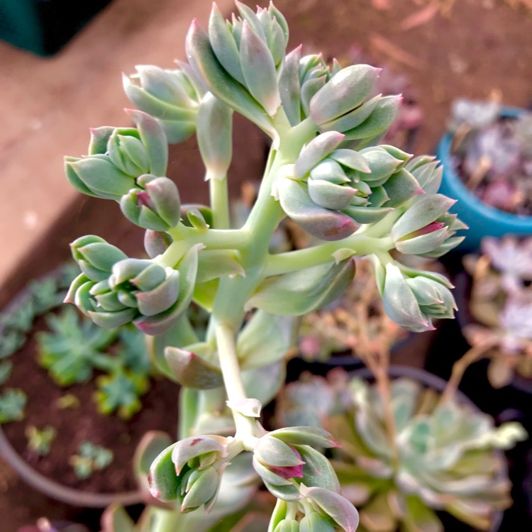 plant image 618582