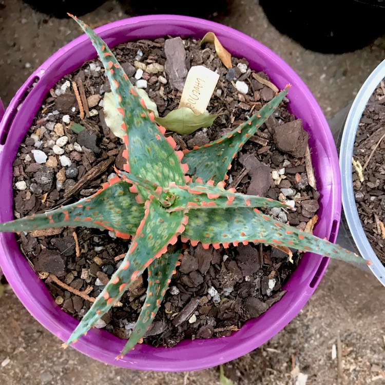 plant image 618587