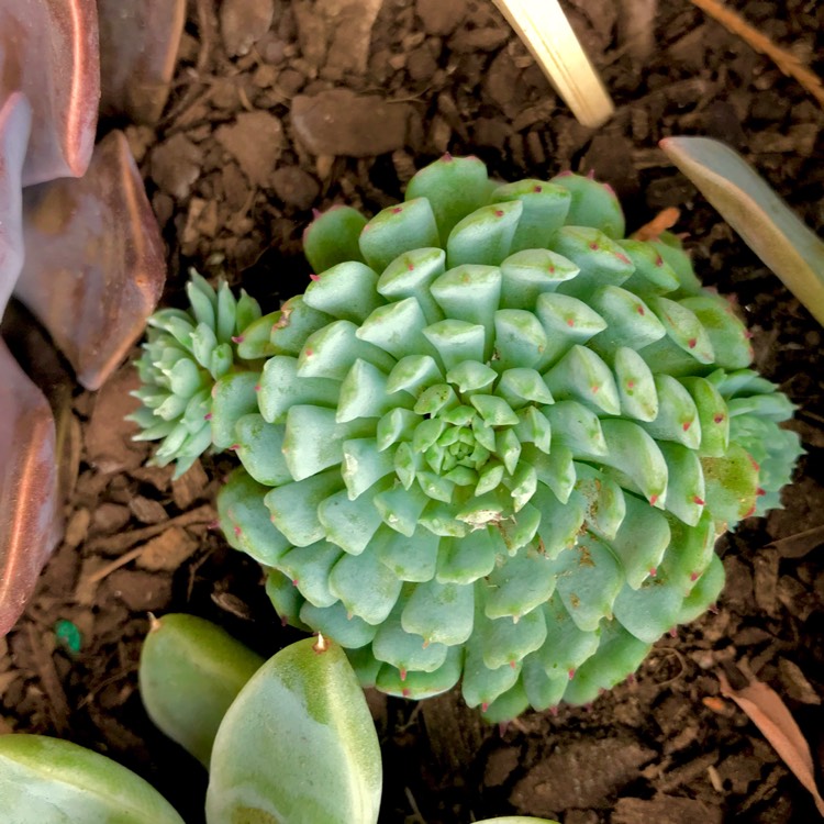 plant image 618592 plant image 618592