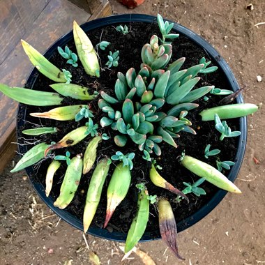 x Pachyveria glauca 'Little Jewel'