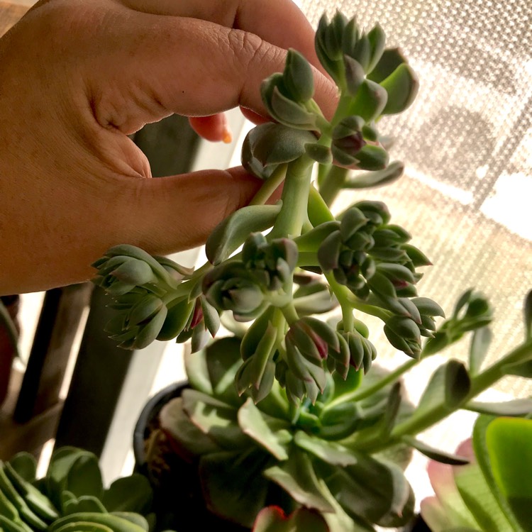 plant image 620067