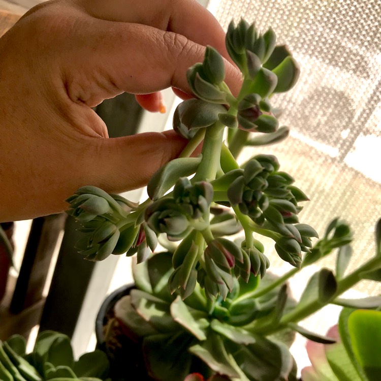 plant image 620068
