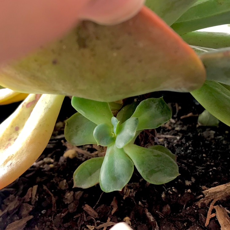 plant image 620070