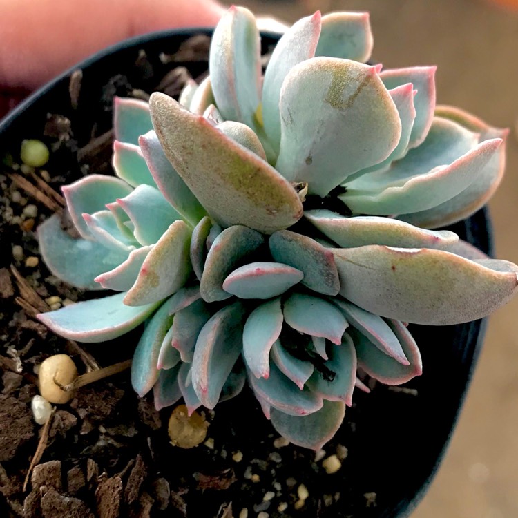 plant image 620601