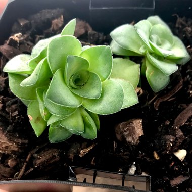 Crassula montana subsp. Quadrangularis
