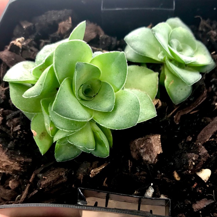 Plant image Crassula montana subsp. Quadrangularis