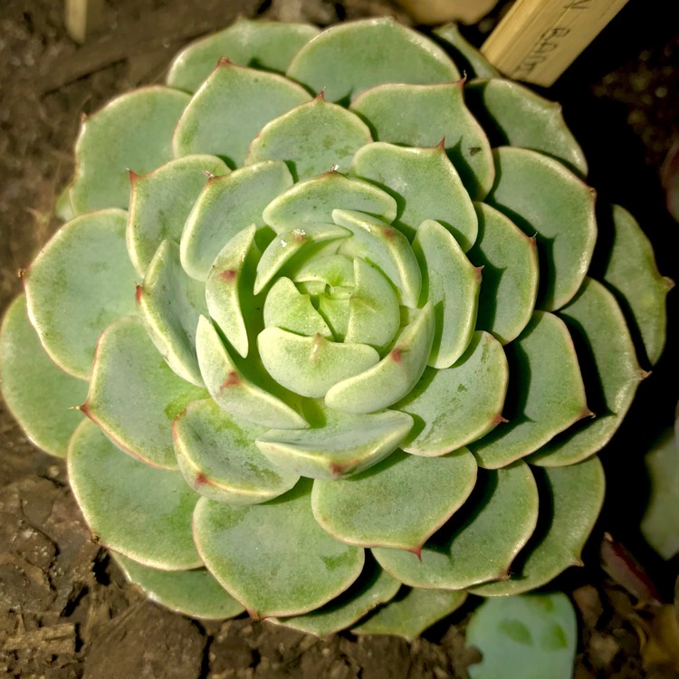 plant image 620916 plant image 620916