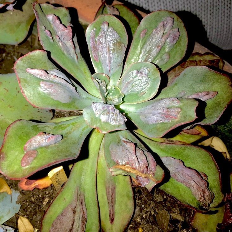 plant image 620998 plant image 620998
