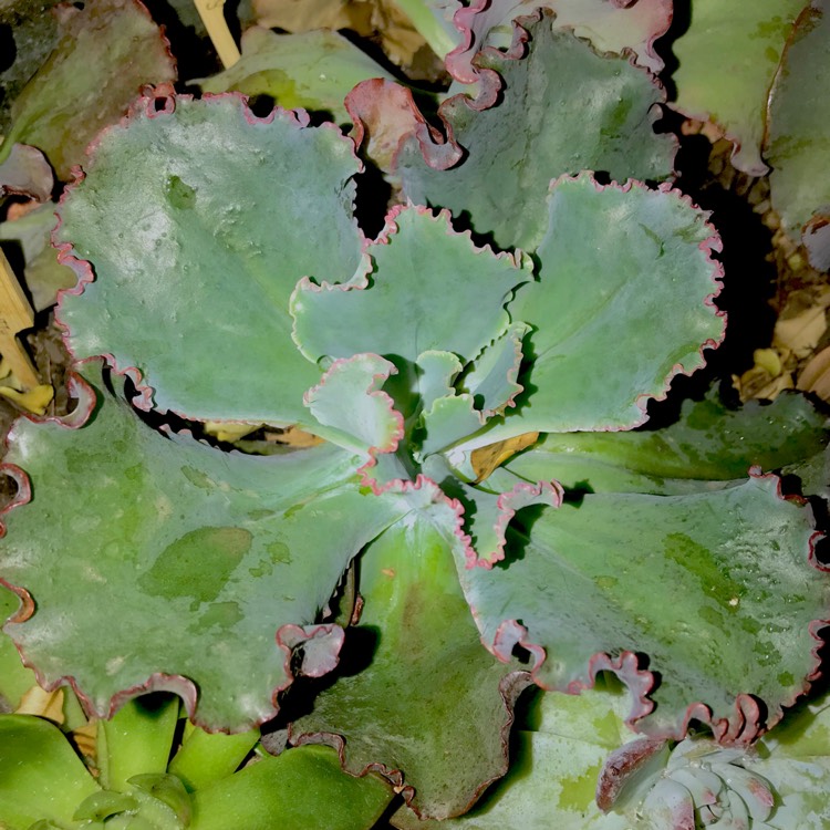 plant image 621034 plant image 621034