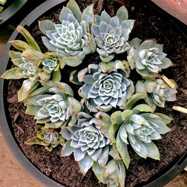 Echeveria Violet Queen