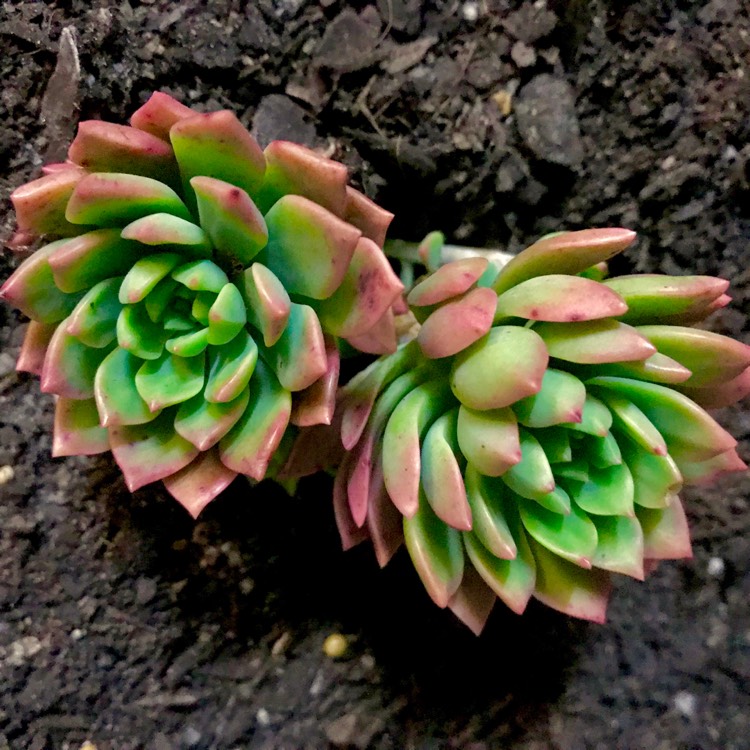 plant image 623314
