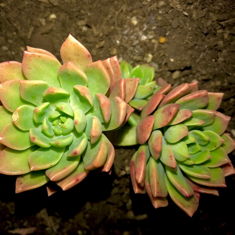 plant image 623319