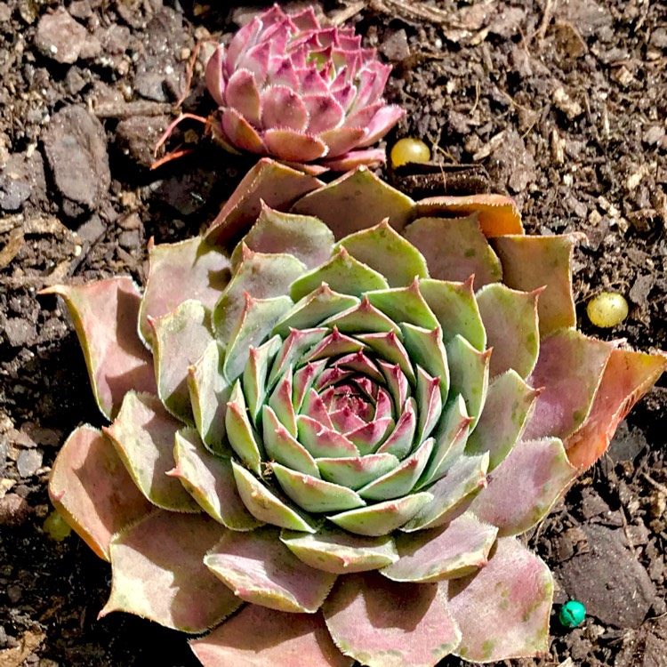 plant image 623921