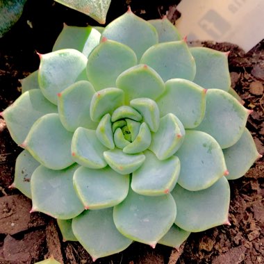 Echeveria Minima x Cuspidata var. Zaragozae