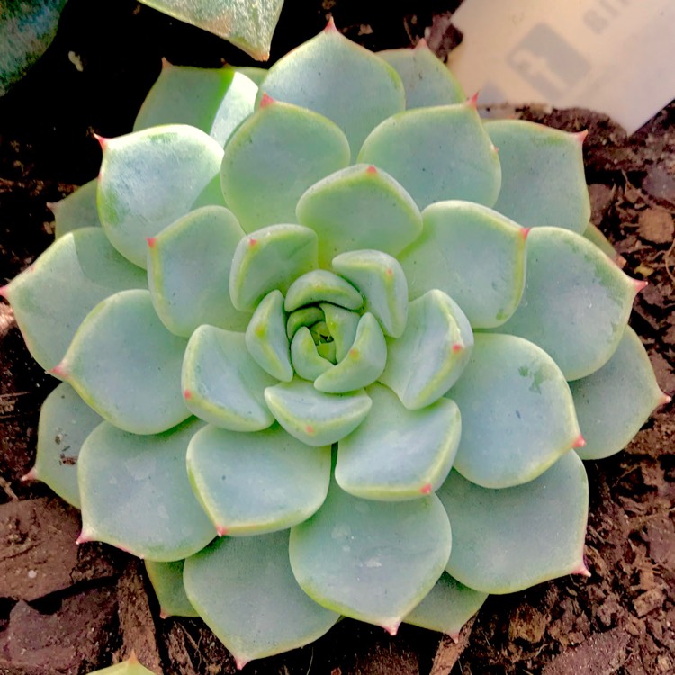 plant image 624346