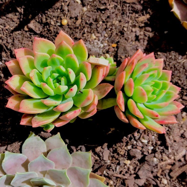 plant image 624347