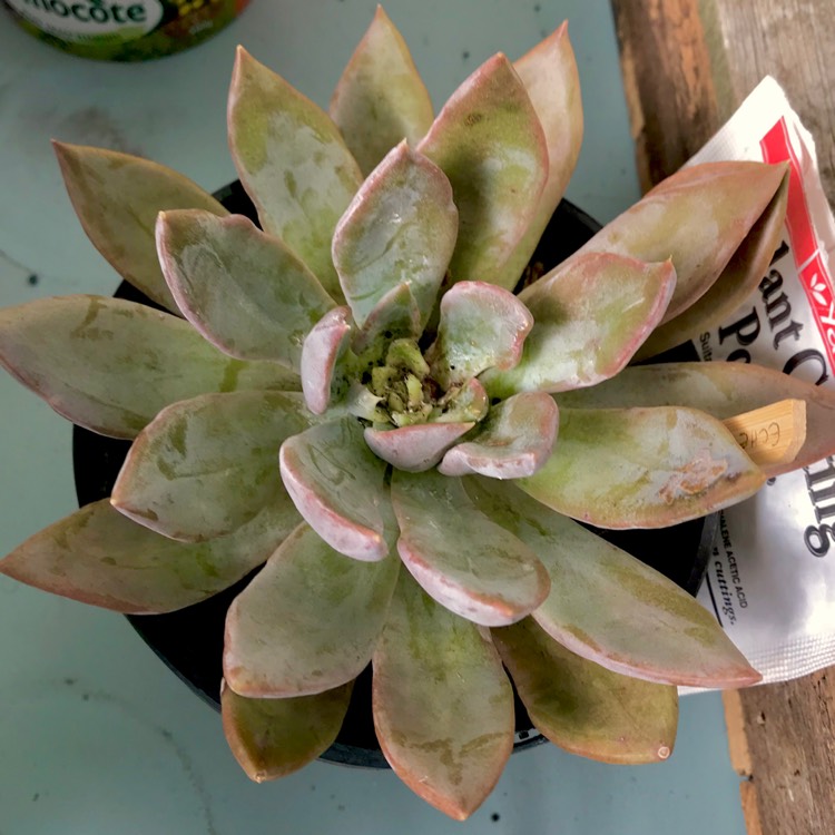 plant image 624353 plant image 624353