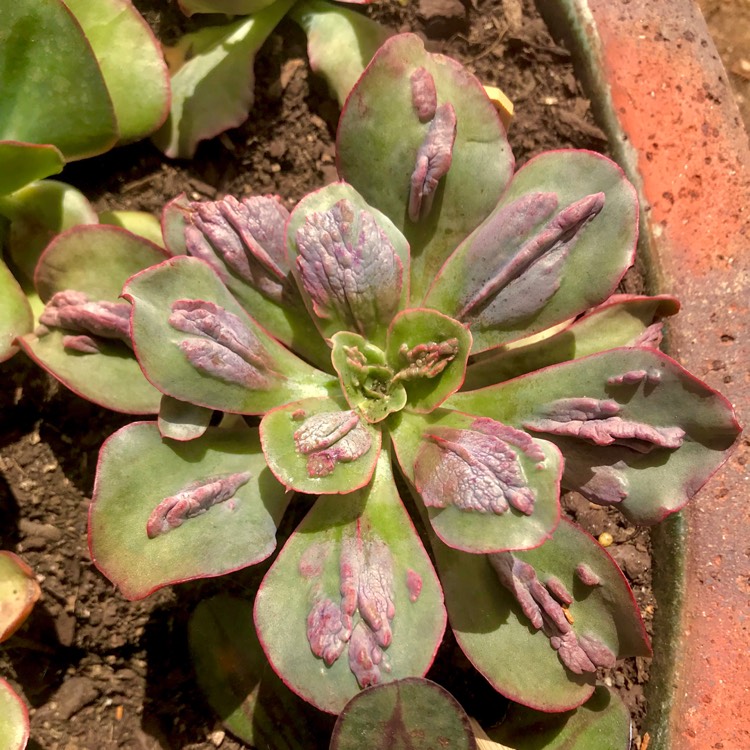 plant image 625748 plant image 625748