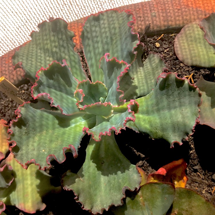plant image 625754 plant image 625754