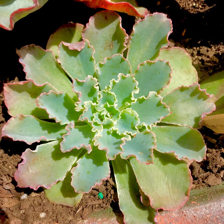 plant image 625758 plant image 625758