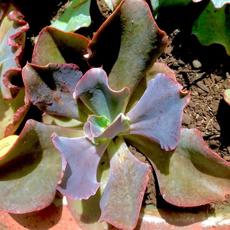 plant image 625765 plant image 625765