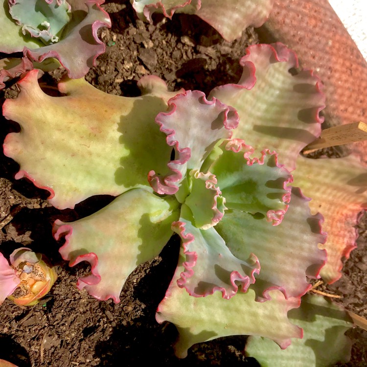plant image 625771 plant image 625771