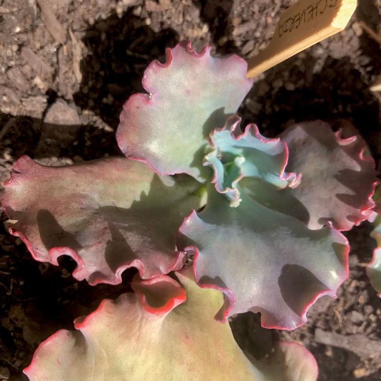 plant image 625773 plant image 625773