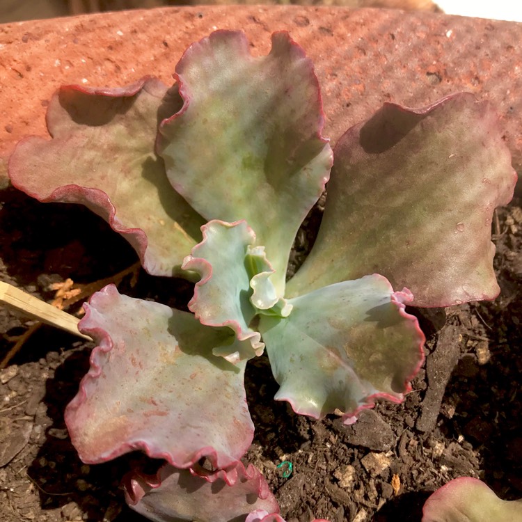 plant image 625774 plant image 625774