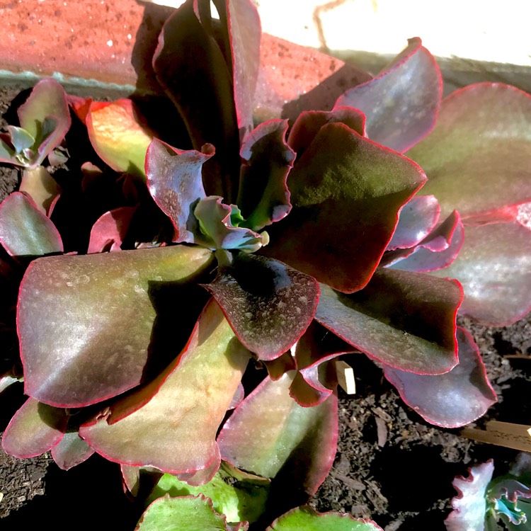 plant image 625777