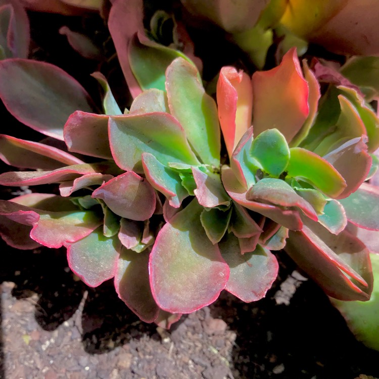 plant image 625782