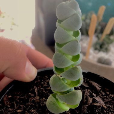 Crassula  Plegmatoides syn. Crassula pseudocolumnaris