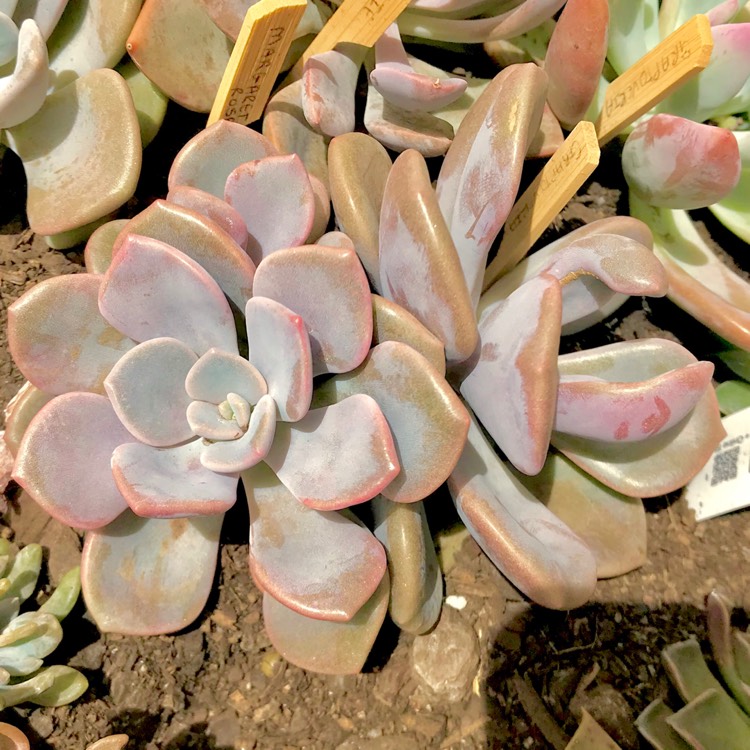 plant image 625819