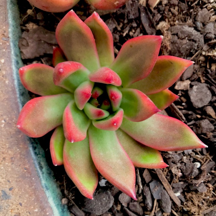 plant image 625823 plant image 625823