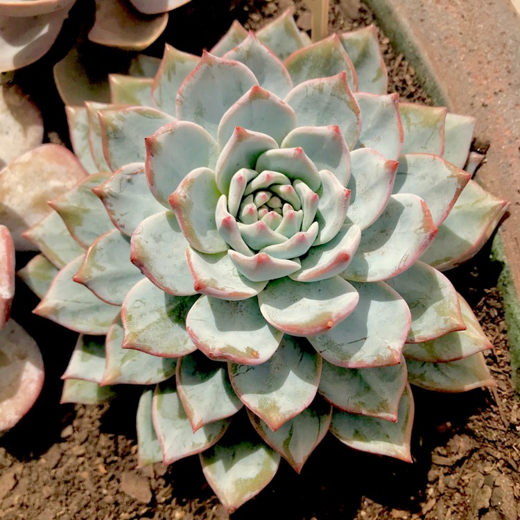 plant image 625845 plant image 625845