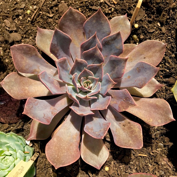 plant image 625846 plant image 625846