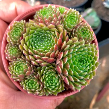 Sempervivum Pekinese