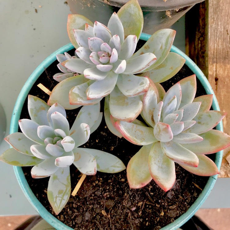 plant image 626397 plant image 626397